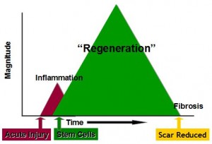 regeneration response rate