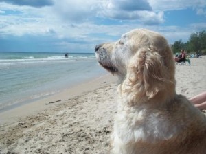 Elsie On The Beach Dog Hip Dysplasia