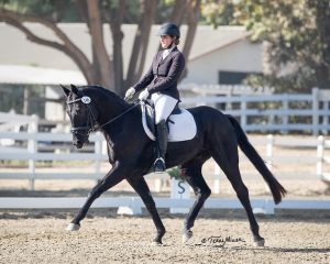 A black horse with rider at dressage competition after receiving VetStem Cell Therapy for Equine Cervical Facet Disease