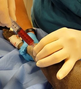 A dog receives an injection of platelet therapy into her injured knee