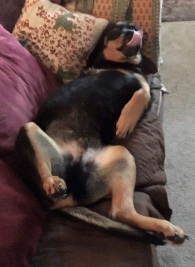 A black and brown dog with 3 legs lying on his back on a couch.