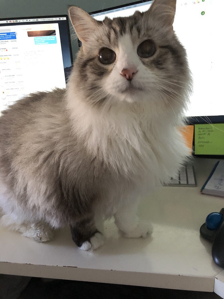 A brown and white ragdoll cat sitting in front of a computer looking at the camera