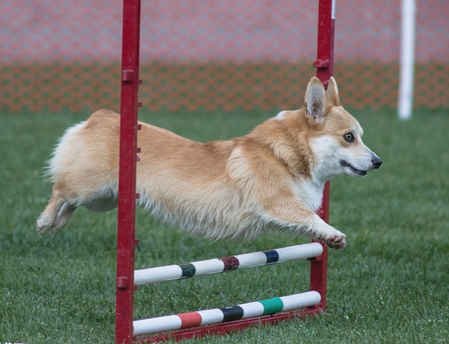 A corgi dog jumping over a bar during an agility competition
