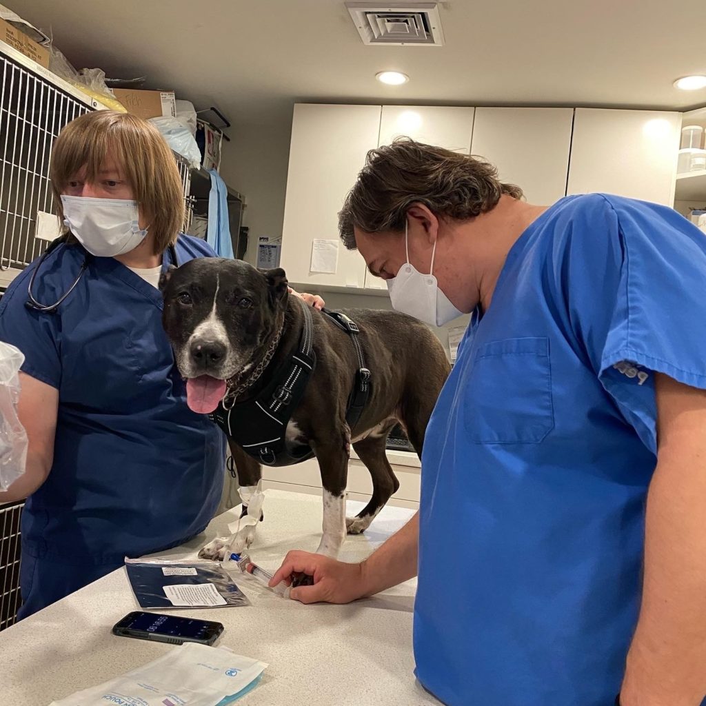 A veterinarian in blue scrubs gives an IV injection of stem cells to Bella, a black and white pit bull, while her mom, a veterinary technician holds her.