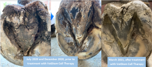 Three pictures of Valor's (horse) hooves. The first two are from July 2020 and December 2020 showing his hoof infection before treatment with VetStem Cell Therapy. The third is from March 2021 showing an improved infection after receiving VetStem Cell Therapy.