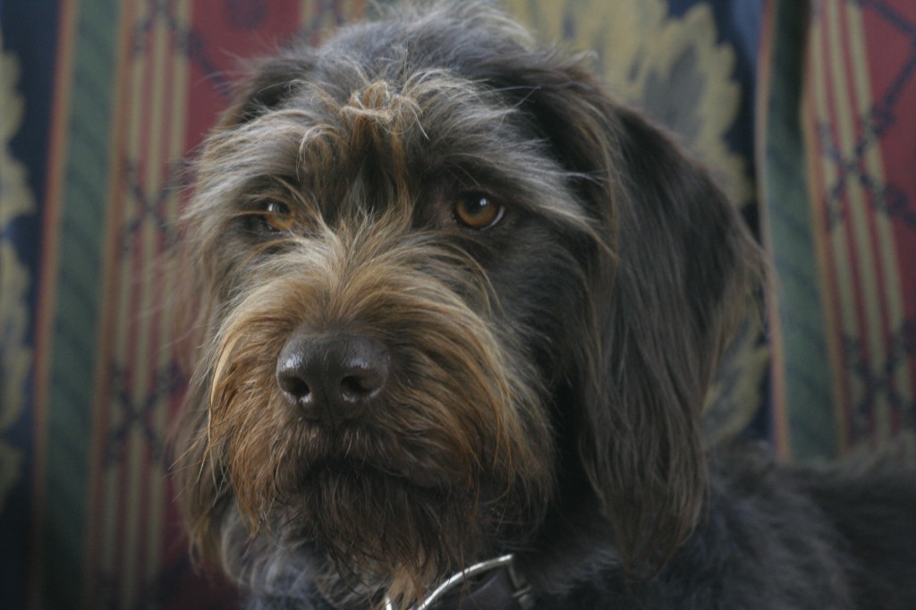 Lifetime of Drugs or Stem Cell Therapy for Dog Arthritis?